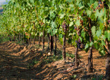 Fototapeta Londyn - Vineyards agricultural field in Tuscany farmlands in Italy