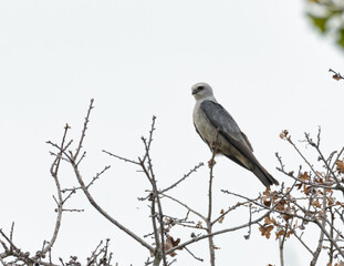 mississippi kite sitting on the top of an oak tree, observing his surroundings