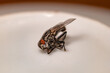 Dead fly super macro close-up