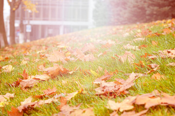 Wall Mural - The fallen-down autumn leaves on a green grass. Concept early autumn. Fall. Background of yellow, autumn leaves on the lawn