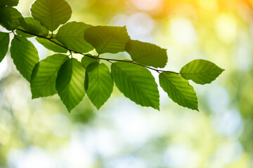 Closeup nature view of green beech leaf on spring twigs on blurred background in forest. Copyspace make using as natural green plants and ecology backdrop