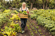Organic farmer harvesting fresh vegetables on her farm