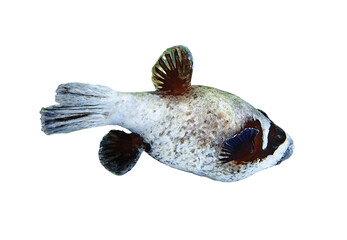 Wall Mural - Tropical fish in the ocean. Masked Puffer isolated on a white background. Ugly Puffer Fish in Red Sea, Egypt. Unusual tropica, underwater diversity. Diving photo, side view, cut out.