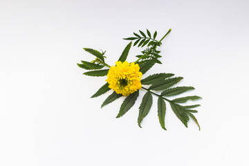 Wall Mural - Beautiful Yellow Marigold Flower with green leaves isolated on white background