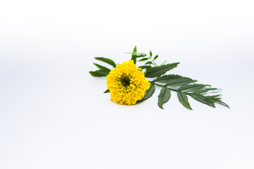 Wall Mural - Yellow Marigold Flower with green leaves isolated on white background