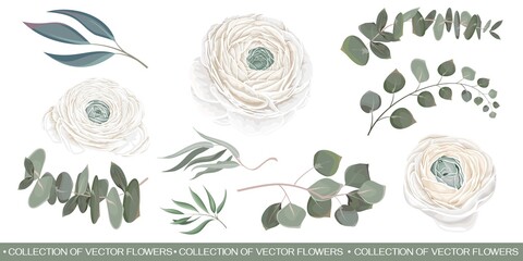 Wall Mural - Vector flower set. White roses, ranunculus, eucalyptus, green leaves and plants. Flowers and plants on a white background.