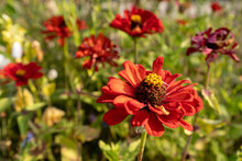 Closeup Shot Of Zinnia Scarlet Flame Flowers Of A Meadow In Sunlight