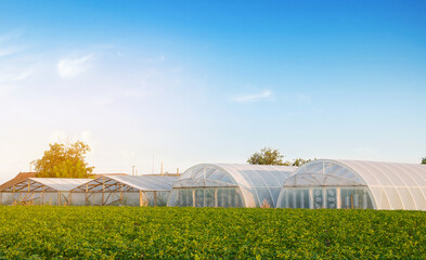 Wall Mural - Greenhouses in the field for seedlings of crops, fruits and vegetables. Farmlands. Farming and agriculture. Countryside. Selective focus