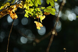 Fototapeta Na ścianę - Widok na piękną polską jesień z kolorowymi liśćmi drzew w słońcu. 