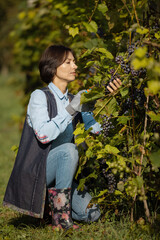 Competent female farmer in casual clothes and rubber boots using scissors for harvesting ripe white grape on vineyard field. Concept of people and seasonal work.