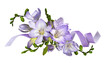 Purple freesia flowers velvet ribbon in a floral arrangement isolated
