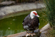 Muscovy Duck With Red Face And Black And White Feathers