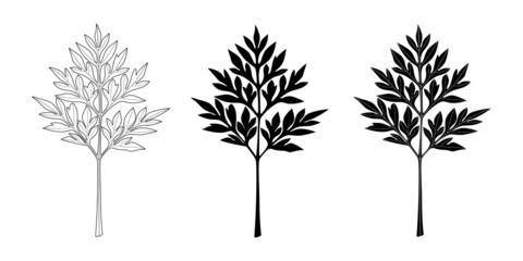 Wall Mural - Set of marigold leaf on white background
