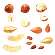 Set of nuts: Almonds, peanuts, hazelnuts, cashews. Hand drawn watercolor illustration isolated on white background. Vector