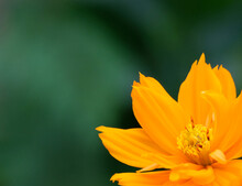 Fresh Orange Cosmos Flower Blooming Coner With Copy Space. Isolated On Green Background.