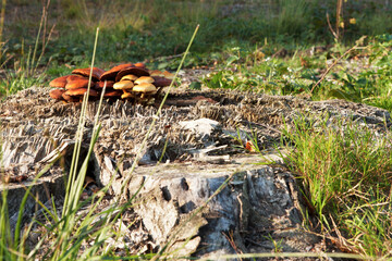 tree trunk with mushrooms