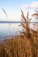 Reeds In The Wind