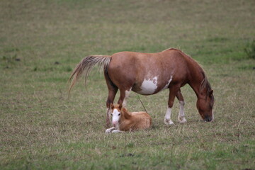 Wall Mural - Horses Eating and playing in the field