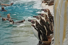 整列したペンギン