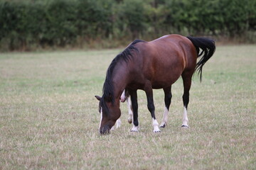 Wall Mural - Horses eating and playing in the field