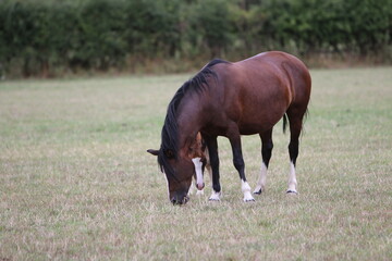 Wall Mural - Horses Eating and playing in the field