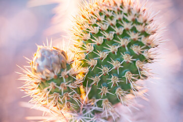 Sticker - Closeu shot of a cactus with sharp thorns