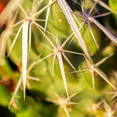 Sticker - Closeup shot of a cactus with sharp thorns in a botanical garden