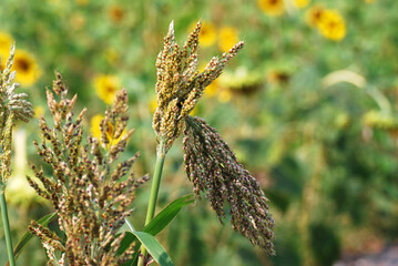 Wall Mural - Nature scene of closeup flowers grass with blurred background 