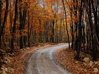 Wall Mural - Forest trail trees autumn golden leaves nature