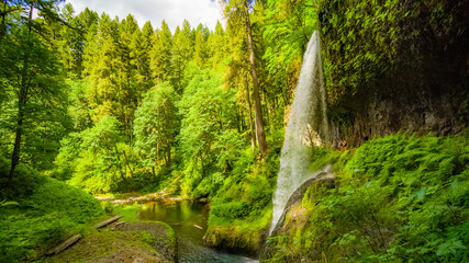 Wall Mural - Forest waterfall. Silver falls state park, USA