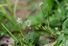 Group Of Flowers Of Guar Bean (Guar Gum, Also Called Guara ) Plant Blooming In The Agriculture Field