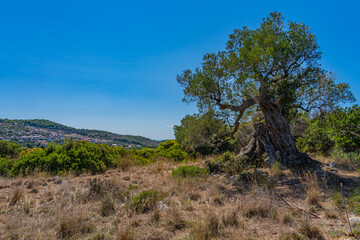 Wall Mural - Wanderung rund um Keri / Zakynthos