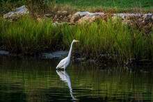 Egret Bird Fishing In River Inlet