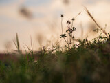 Fototapeta Tulipany - Silhouette of grass flower on sunset background.