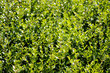 green bush hedge background