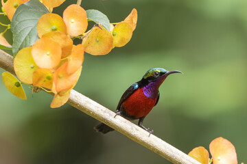 Wall Mural - Van Hasselt's Sunbird; Leptocoma brasiliana, green head and red body color.	