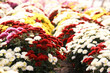Colorful chrysanthemum