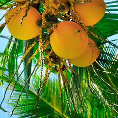 Wall Mural - fresh coconut on the tree