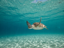 Green Sea Turtle Swimming Toward Camera Turquoise Shallow Water