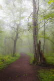 Fototapeta Las - Deciduous forest path on the summer foggy day.