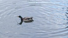 The Drake Duck Swims In The Water Of The Lake In Autumn And Cleans The Feathers By Lowering Its Head Into The Water.
