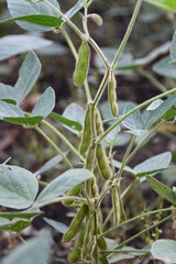 Canvas Print - Soybean Plant with Pods