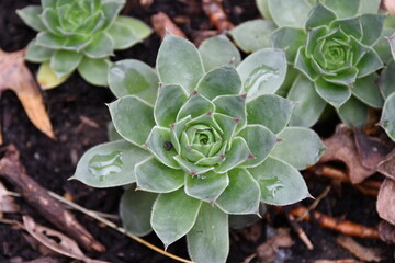 Sticker - Hen and Chicks Plant