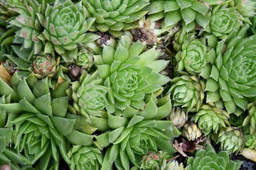 Poster - Hen and Chicks Plant