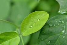 Water Drops On Green Leaf- Pearls