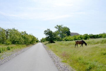 Beautiful wild brown horse stallion on summer flower meadow