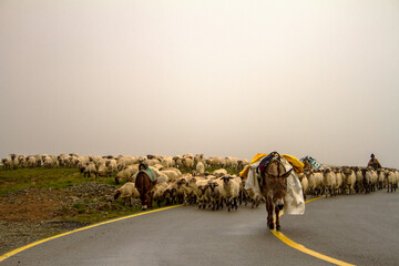 Canvas Print - Work on the Transalpina, Romania