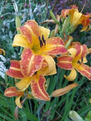 Fototapeta Red-yellow daylilies flowers or Hemerocallis. Daylilies on green leaves background. Flower beds with flowers in garden.
