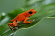 Strawberry poison-dart frog - Oophaga (Dendrobates) pumilio, small poison red dart frog found in Central America, from eastern central Nicaragua through Costa Rica and Panama. Rainforest animal in wet