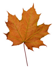 Wall Mural - Colorful brown autumn maple leaf isolated on a white background. Top view.